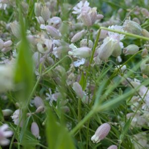 Silene vulgaris Taubenkropf - Leimkraut