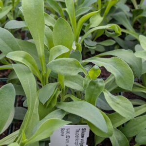 Silene vulgaris Taubenkropf - Leimkraut